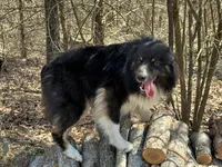 Coke, a male Australian Shepherd for sale in Lebanon, MO – 4 of 5