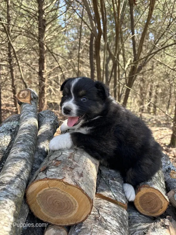 Coke – Australian Shepherd puppy for sale in Lebanon, MO