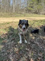 Coke, a male Australian Shepherd for sale in Lebanon, MO – 5 of 5