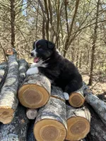 Coke, a male Australian Shepherd for sale in Lebanon, MO – Photo 2 of 3