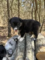 Cola, a female Australian Shepherd for sale in Lebanon, MO – Photo 3 of 6