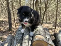 Cola, a female Australian Shepherd for sale in Lebanon, MO – Photo 1 of 6