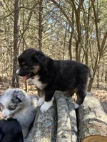 Cola, a female Australian Shepherd for sale in Lebanon, MO – Photo 2 of 6
