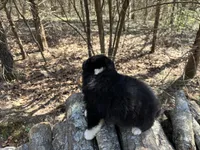 Cola, a female Australian Shepherd for sale in Lebanon, MO – Photo 4 of 6