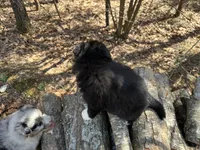 Pepsi, a female Australian Shepherd for sale in Lebanon, MO – Photo 4 of 6
