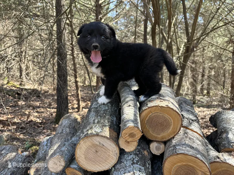 Pepsi – Australian Shepherd puppy for sale in Lebanon, MO