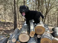 Pepsi, a female Australian Shepherd for sale in Lebanon, MO – Photo 1 of 6