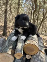 Pepsi, a female Australian Shepherd for sale in Lebanon, MO – Photo 3 of 6