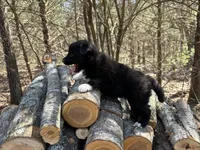 Pepsi, a female Australian Shepherd for sale in Lebanon, MO – Photo 2 of 6