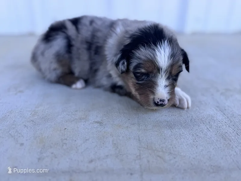 Female 1 – Australian Shepherd puppy for sale in Fouke, AR