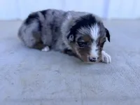 Female 1, a female Australian Shepherd for sale in Fouke, AR – 1 of 4