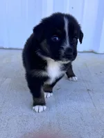 Female 4 , a female Australian Shepherd for sale in Fouke, AR – 1 of 3