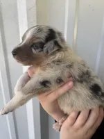 Cooper , a male Australian Shepherd for sale in Fouke, AR – Photo 3 of 5