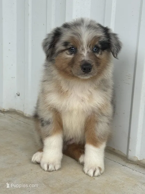 Cooper  – Australian Shepherd puppy for sale in Fouke, AR