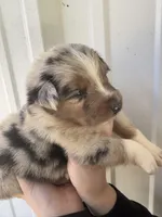 Cooper , a male Australian Shepherd for sale in Fouke, AR – Photo 1 of 5