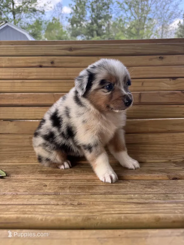 Cooper  – Australian Shepherd puppy for sale in Fouke, AR