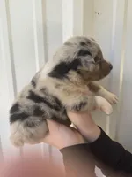 Cooper , a male Australian Shepherd for sale in Fouke, AR – Photo 4 of 5