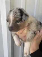 Cooper , a male Australian Shepherd for sale in Fouke, AR – Photo 2 of 5