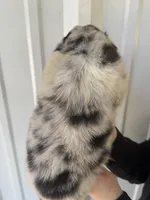 Cooper , a male Australian Shepherd for sale in Fouke, AR – Photo 5 of 5