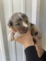 Boomer, a male Australian Shepherd for sale in Fouke, AR – Photo 1 of 4