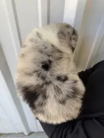 Boomer, a male Australian Shepherd for sale in Fouke, AR – Photo 4 of 4