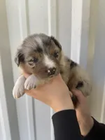 Boomer, a male Australian Shepherd for sale in Fouke, AR – Photo 3 of 4