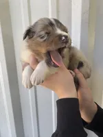 Boomer, a male Australian Shepherd for sale in Fouke, AR – Photo 2 of 4