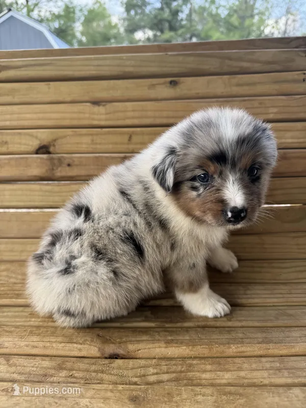 Boomer – Australian Shepherd puppy for sale in Fouke, AR