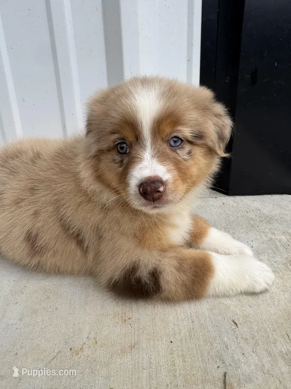 Honey  – Australian Shepherd puppy for sale in Fouke, AR
