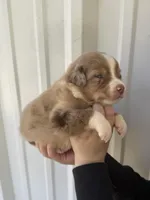 Honey , a female Australian Shepherd for sale in Fouke, AR – Photo 2 of 3