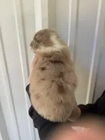 Honey , a female Australian Shepherd for sale in Fouke, AR – Photo 3 of 3