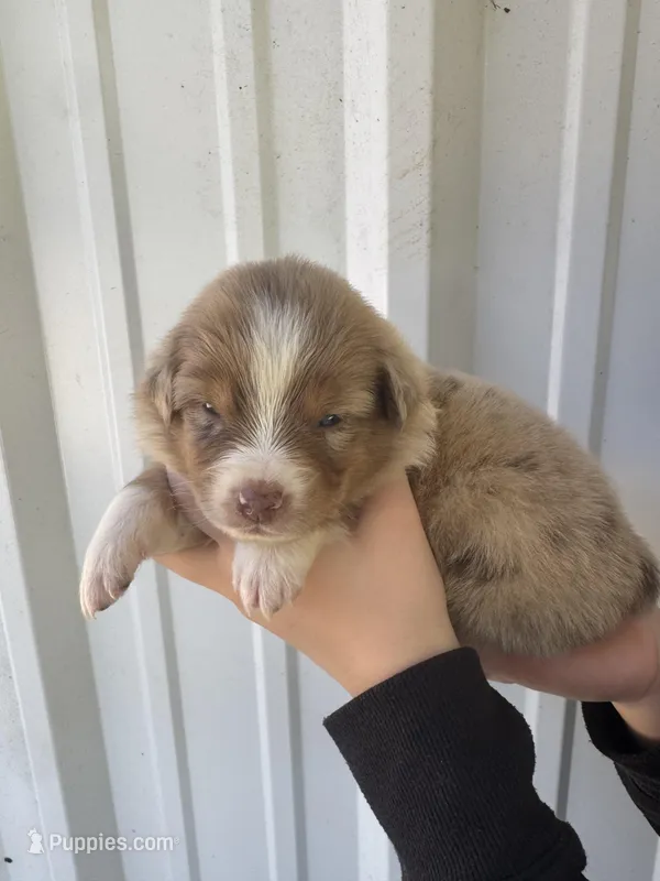 Honey  – Australian Shepherd puppy for sale in Fouke, AR