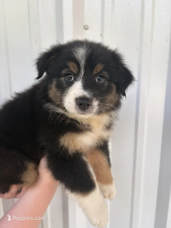 Grace  – Australian Shepherd puppy for sale in Fouke, AR