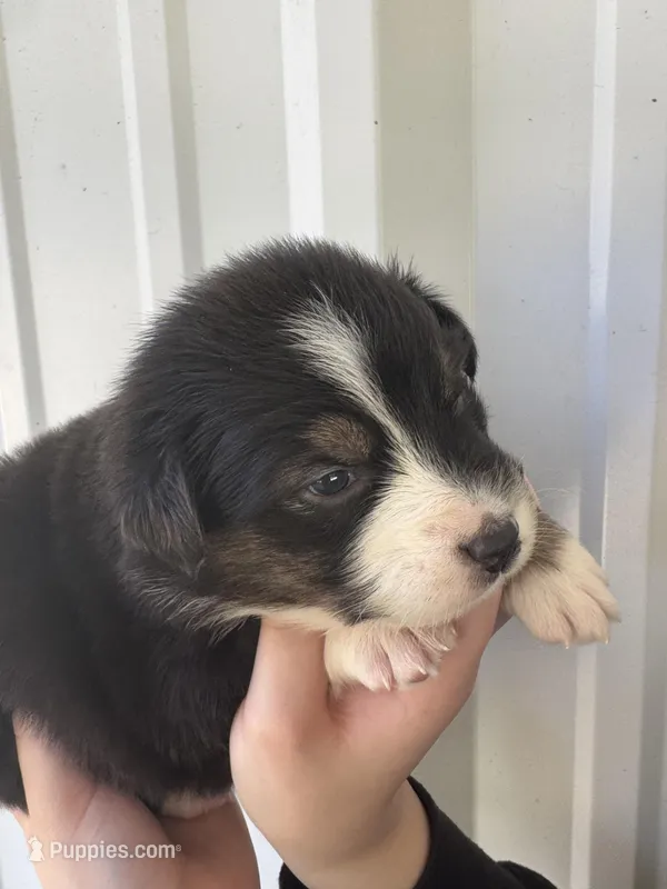 Grace  – Australian Shepherd puppy for sale in Fouke, AR