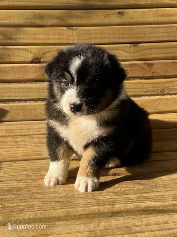 Grace  – Australian Shepherd puppy for sale in Fouke, AR