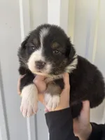 Grace , a female Australian Shepherd for sale in Fouke, AR – Photo 2 of 4