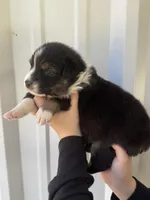 Grace , a female Australian Shepherd for sale in Fouke, AR – Photo 3 of 4