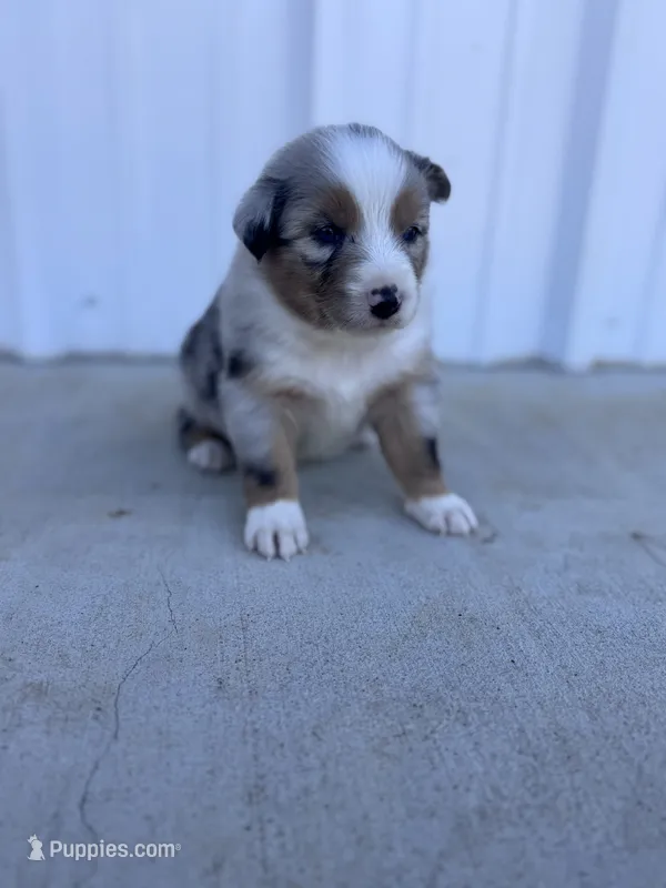 Female 2  – Australian Shepherd puppy for sale in Fouke, AR