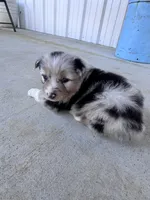 Female 3 , a female Australian Shepherd for sale in Fouke, AR – 2 of 4