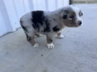 Female 2 , a female Australian Shepherd for sale in Fouke, AR – 2 of 3