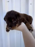 Male 1 , a male Australian Shepherd for sale in Fouke, AR – 2 of 3