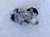 Female 1, a female Australian Shepherd for sale in Fouke, AR – 4 of 4
