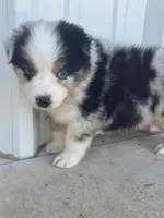 Hank, a male Australian Shepherd for sale in Fouke, AR – 2 of 4