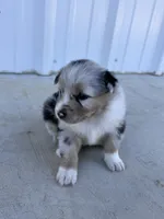 Female 3 , a female Australian Shepherd for sale in Fouke, AR – 4 of 4
