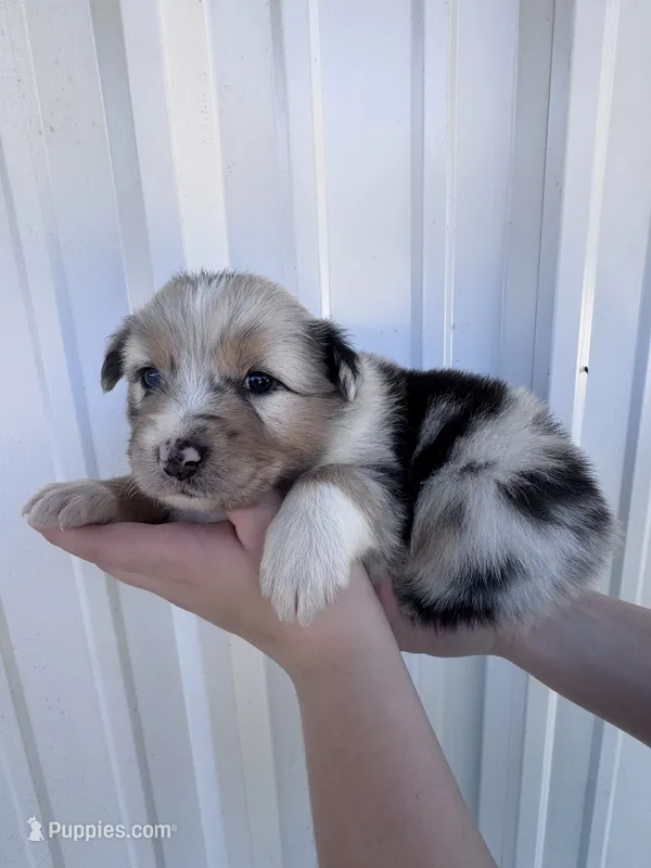 Female 3  – Australian Shepherd puppy for sale in Fouke, AR