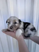 Female 3 , a female Australian Shepherd for sale in Fouke, AR – 1 of 4