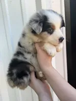 Hank, a male Australian Shepherd for sale in Fouke, AR – 4 of 4