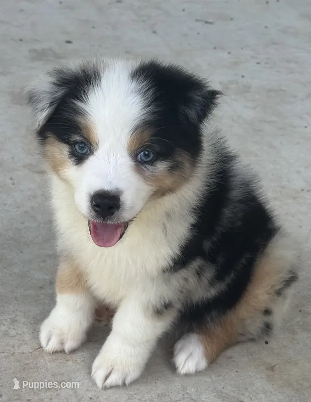 Hank – Australian Shepherd puppy for sale in Fouke, AR