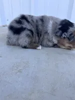 Female 1, a female Australian Shepherd for sale in Fouke, AR – 2 of 4