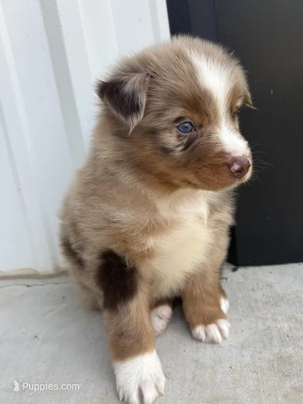 Buck  – Australian Shepherd puppy for sale in Fouke, AR